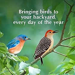 C&S Berry Flavored Suet Nuggets Bird Food, 27-oz bag slide 2 of 9