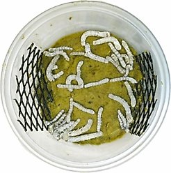 Pioneer Feeders Silkworms Live Reptile Food, 25 count
