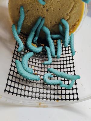 Show full view: Pioneer Feeders Hornworms Live Reptile Food, 75 count slide 3 of 8