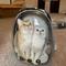 Show in main carousel: Halinfer Hard-Sided Space Capsule Astronaut Clear Bubble Window Airline-Approved Cat Backpack Carrier with Front & Back Dual Extension, 16.5 x 15 x 13-in, Black slide 6 of 7