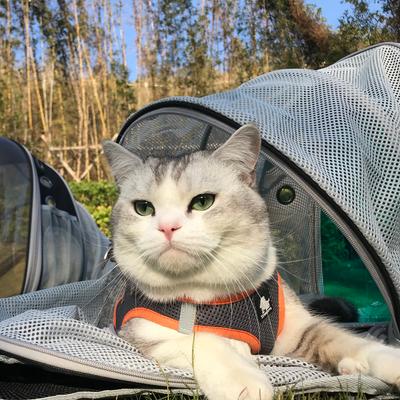 Show full view: Halinfer Hard-Sided Space Capsule Astronaut Clear Bubble Window Airline-Approved Cat Backpack Carrier with Back Extension, 16.5 x 15 x 13-in, Black slide 7 of 8