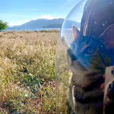 Show full view: Halinfer Hard-Sided Space Capsule Astronaut Clear Bubble Window Airline-Approved Cat Backpack Carrier with Back Extension, 16.5 x 15 x 13-in, Black slide 5 of 8