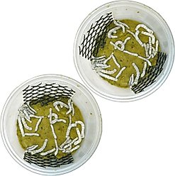 Pioneer Feeders Silkworms Live Reptile Food, 50 count