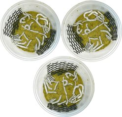 Pioneer Feeders Silkworms Live Reptile Food, 75 count