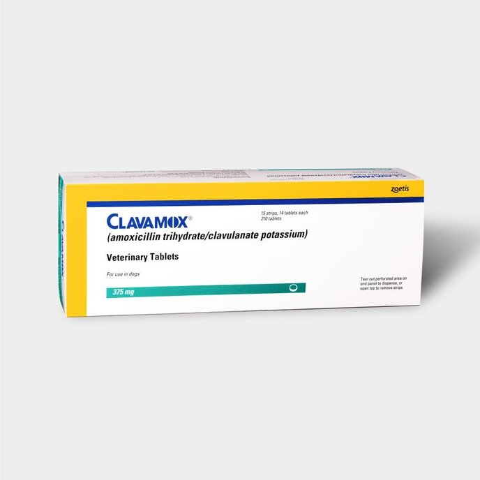 Antibiotics & antifungals medications for cats