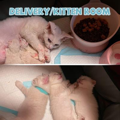 Show full view: Kylinsure Portable Foldable Dog & Cat Playpen, Blue slide 5 of 9