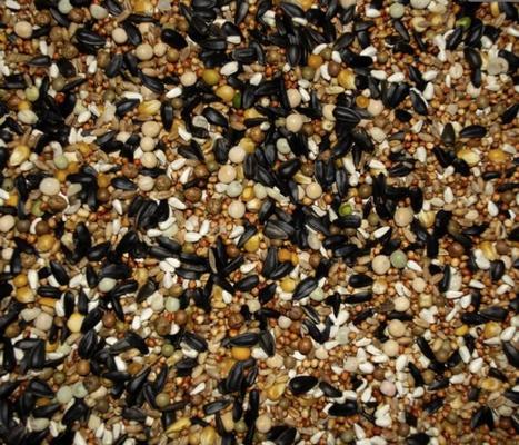 Show full view: Volkman Winners Cup 15% Decarlo Mix Pigeon Bird Food, 50-Ib bag slide 2 of 3