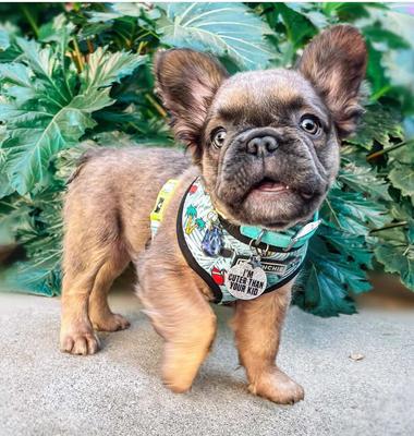 Show full view: Rebel Dawg "I'm Cuter Than Your Kid" Dog & Cat ID Tag, Clear, One Size slide 4 of 6