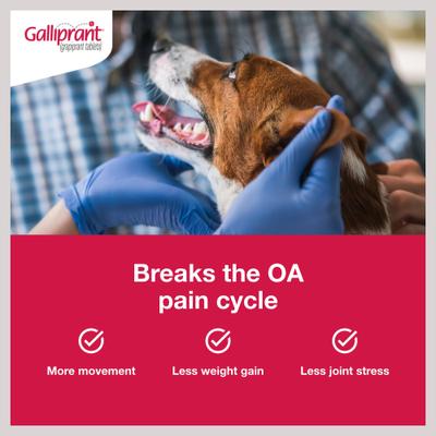 Show full view: Galliprant (grapiprant) Tablets for Dogs, 20-mg, 30 tablets slide 4 of 11