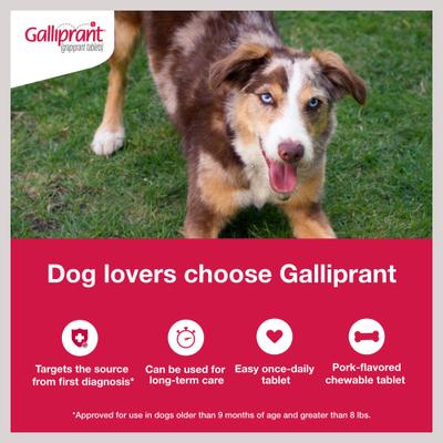 Show full view: Galliprant (grapiprant) Tablets for Dogs, 20-mg, 30 tablets slide 3 of 11