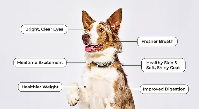 Freshpet Vital Beef & Lamb Grain-Free Fresh Dog Food