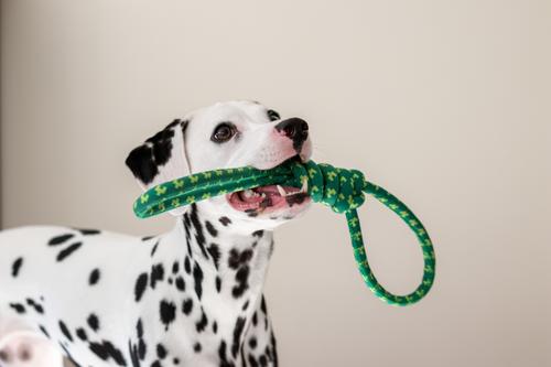 Show full view: Tugzelle Tug Tandem Dog Toy slide 6 of 10