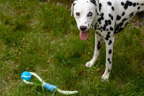 Show full view: Tugzelle Ropey Duo Dog Toy slide 6 of 9