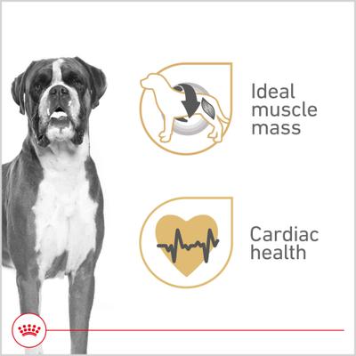 Show full view: Royal Canin Breed Health Nutrition Boxer Loaf Pate Adult Wet Dog Food, 13.5-oz, pack of 12 slide 3 of 11