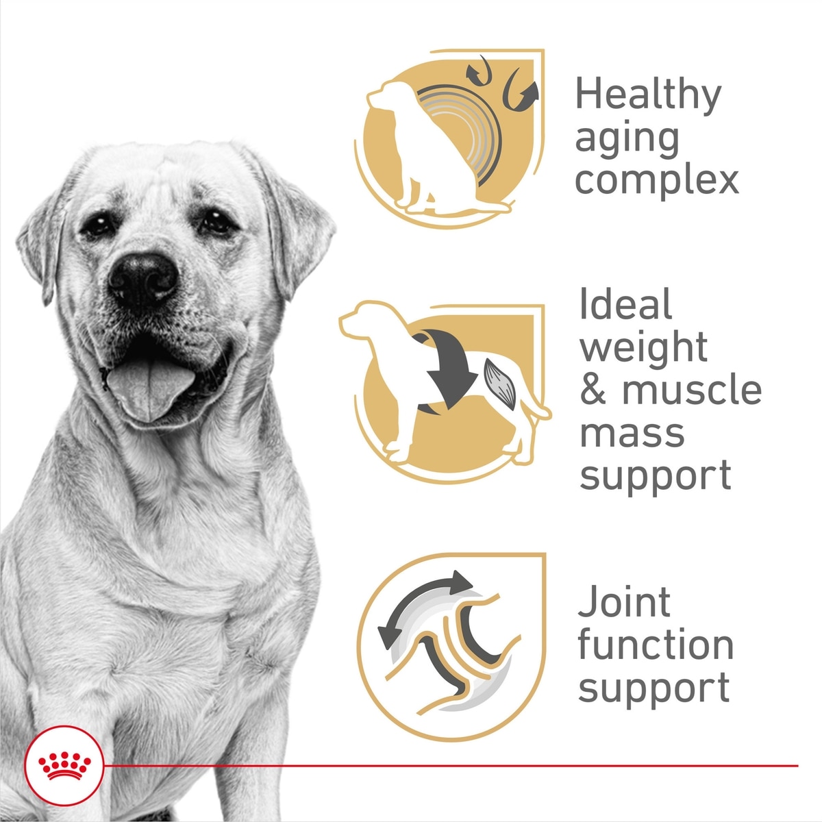 ROYAL CANIN Breed Health Nutrition Labrador Retriever Adult 5+ Dry