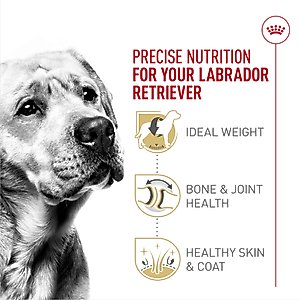 Royal Canin Breed Health Nutrition Labrador Retriever Adult Dry Dog Food, 30-lb bag