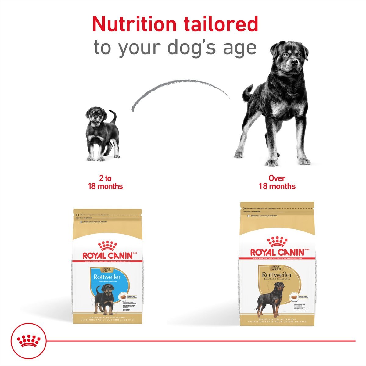 Diet Chart Best Rottweiler Puppy Food ROYAL CANIN Breed Health