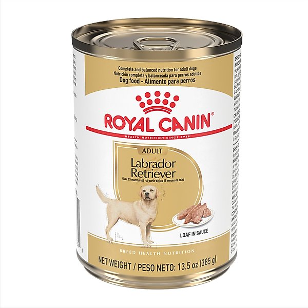 When to Start Lab on Adult Dog Food: Essential Timing Tips