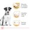 Show in main carousel: Royal Canin Breed Health Nutrition Jack Russell Terrier Adult Dry Dog Food, 10-lb bag slide 4 of 12