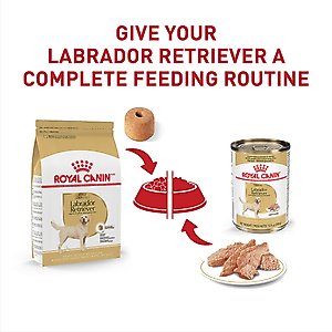 Royal Canin Breed Health Nutrition Labrador Retriever Adult Dry Dog Food, 30-lb bag