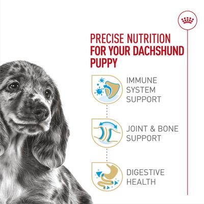 Show full view: Royal Canin Breed Health Nutrition Dachshund Puppy Dry Dog Food, 2.5-lb bag slide 4 of 11