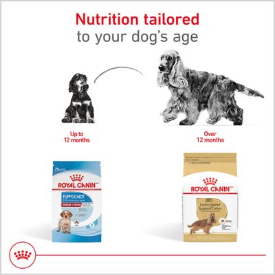 Show full view: Royal Canin Breed Health Nutrition Cocker Spaniel Adult Dry Dog Food, 6-lb bag slide 7 of 13