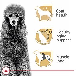 Royal Canin Breed Health Nutrition Poodle Adult Dry Dog Food, 10-lb bag slide 2 of 9