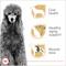 Show in main carousel: Royal Canin Breed Health Nutrition Poodle Adult Dry Dog Food, 10-lb bag slide 3 of 12