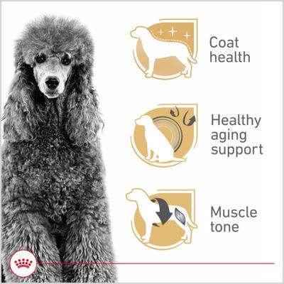 Show full view: Royal Canin Breed Health Nutrition Poodle Adult Dry Dog Food, 10-lb bag slide 3 of 12