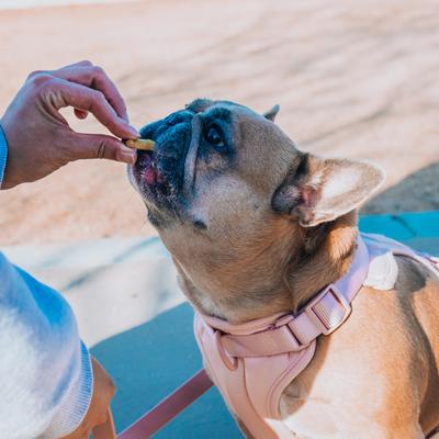 Show full view: Honest Paws Full-Spectrum Hemp Oil Bites Mobility Blend Tumeric Flavored Joint Chew Supplement for Dogs, 30 count slide 9 of 10