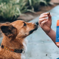 Honest Paws Full-Spectrum Hemp Oil Soft Chews Mobility Blend Chicken Flavored Joint Supplement for Dogs, 30 count slide 2 of 8