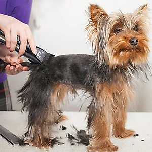 Pet Republique Cordless Hair Clippers Kit for Dogs & Cats