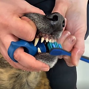 Paw Ready BrushMate Toothbrush, Small Brushing Assistant & Enzymatic Banana Mint Flavor Toothpaste for Small Dogs & Cats, 70-gram bottle