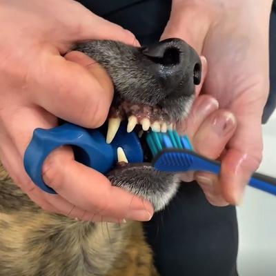 Show full view: Paw Ready BrushMate Toothbrush, Small Brushing Assistant & Enzymatic Banana Mint Flavor Toothpaste for Small Dogs & Cats, 70-gram bottle slide 10 of 12