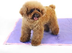 florence by mills Foldable Dog Travel Mat, 37-in, Pink