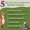 Show in main carousel: PetAlive Adrenal Support Liquid Hormone Supplement for Dogs & Cats, 2-fl oz bottle slide 3 of 11
