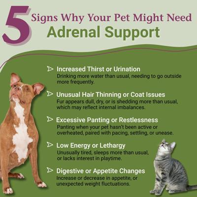 Show full view: PetAlive Adrenal Support Liquid Hormone Supplement for Dogs & Cats, 2-fl oz bottle slide 3 of 11