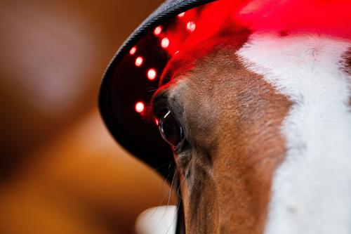 Show full view: Horseware Ireland LED Red Light Therapy Horse Poll Cap, Black, Full slide 3 of 6