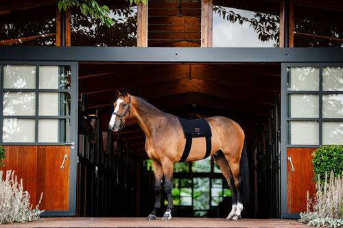 Show full view: Horseware Ireland LED Red Light Therapy Horse Pad, Black slide 2 of 5