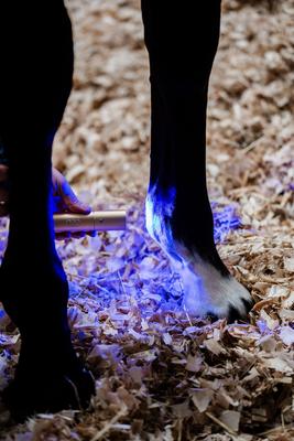 Show full view: Horseware Ireland LED Red Light Therapy Horse Wand, Black slide 5 of 5
