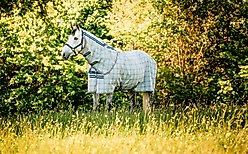 Horseware Ireland Newmarket Plus 0g Horse Fly Sheet, Witney Navy, 78-in