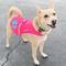 Show in main carousel: SafetyPUP XD Urban Reflective Dog Vest, Pink, X-Small slide 5 of 8