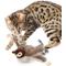Show in main carousel: allforpaws Natural Instincts Flapping Bird Cat Toy, Brown slide 2 of 3