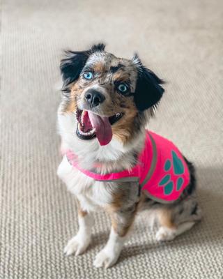 Show full view: SafetyPUP XD Urban Reflective Dog Vest, Pink, X-Small slide 6 of 8