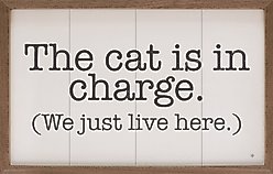 Kendrick The Cat is in Charge Wall Décor, White, 36 x 24-in