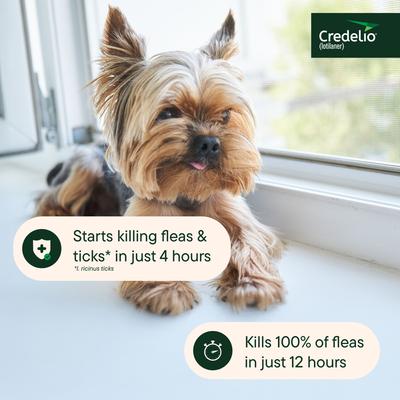 Show full view: Credelio Chewable Tablet for Dogs, 4.4-6 lbs, (Yellow Box), 6 Chewable Tablets (6-mos. supply) slide 6 of 10