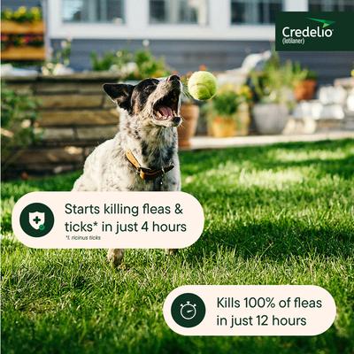 Show full view: Credelio Chewable Tablet for Dogs, 25.1-50 lbs, (Green Box), 6 Chewable Tablets (6-mos. supply) slide 6 of 10