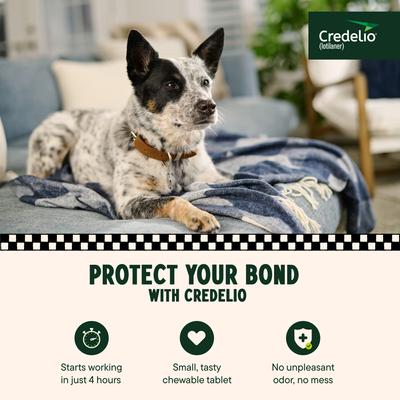 Show full view: Credelio Chewable Tablet for Dogs, 25.1-50 lbs, (Green Box), 6 Chewable Tablets (6-mos. supply) slide 3 of 10
