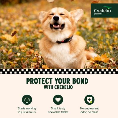 Show full view: Credelio Chewable Tablet for Dogs, 12.1-25 lbs, (Orange Box), 1 Chewable Tablet (1-mo. supply) slide 3 of 10