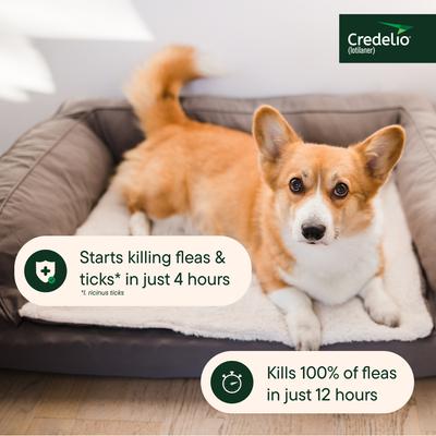 Show full view: Credelio Chewable Tablet for Dogs, 12.1-25 lbs, (Orange Box), 1 Chewable Tablet (1-mo. supply) slide 6 of 10